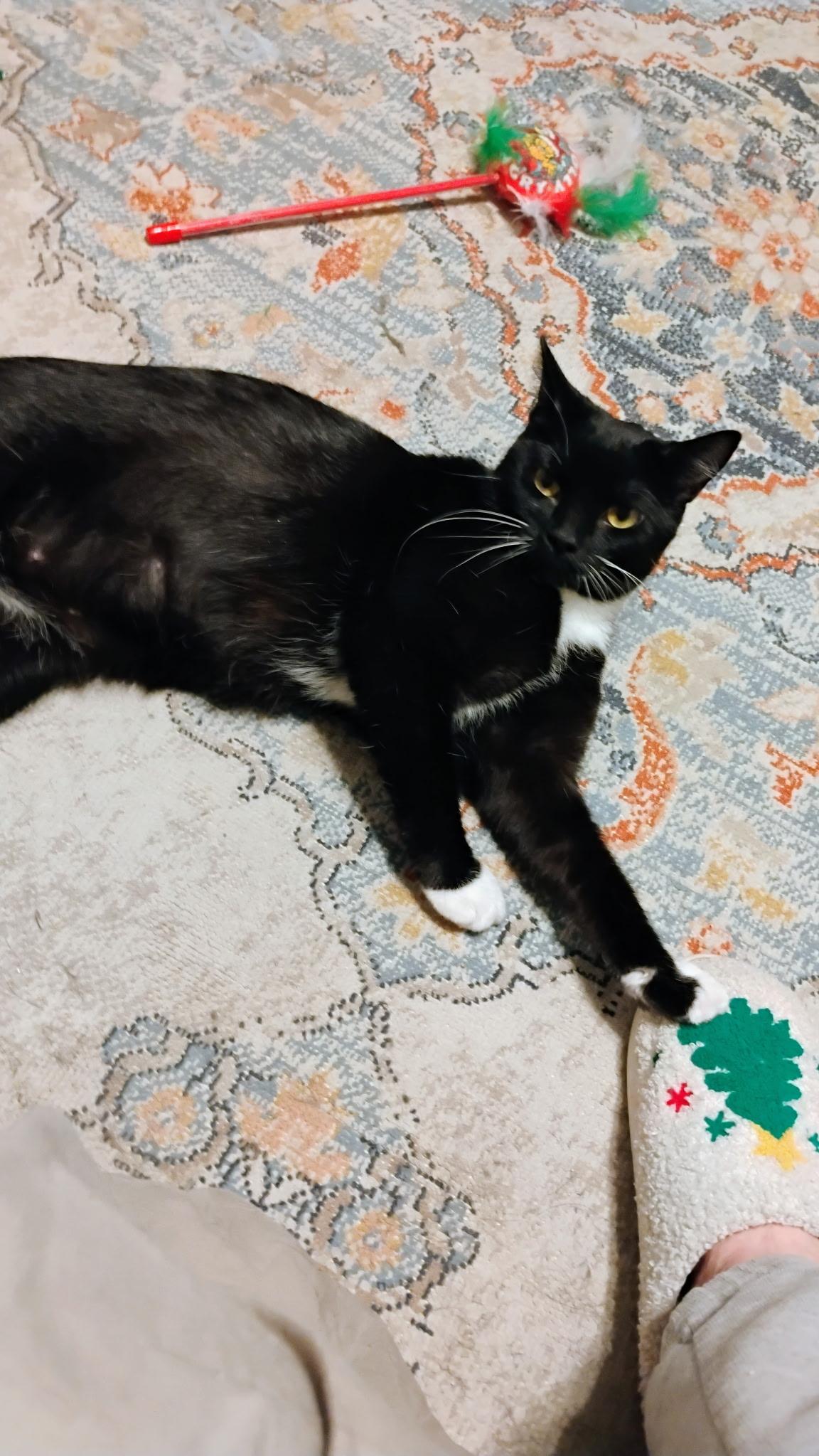 Enlarge Mama Mia, a ADOPTABLE Domestic Short Hair in Highland, IN image 2/3