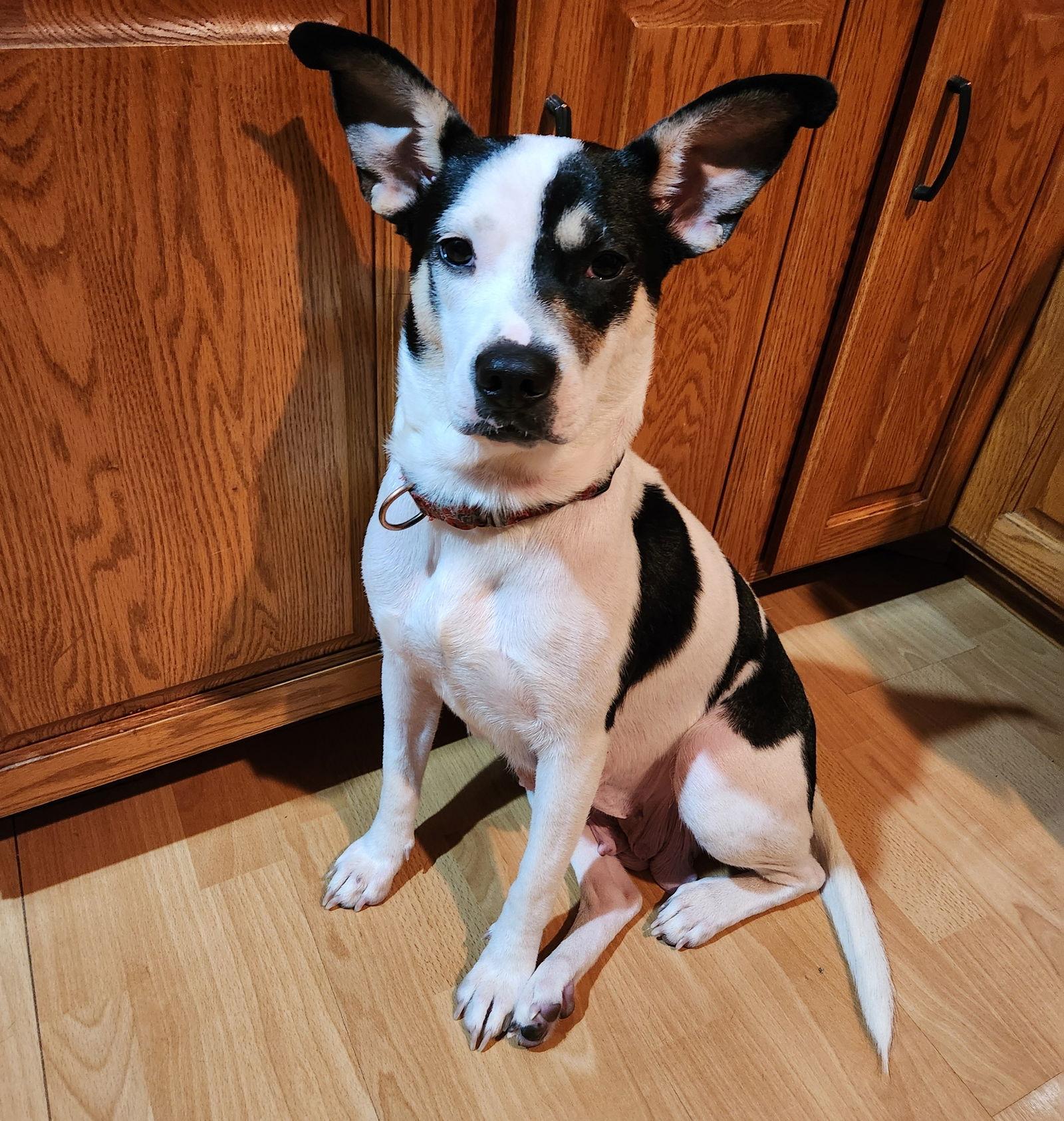 Enlarge Camilla, a Adoptable Labrador Retriever in Brooklyn Center, MN image 1/3
