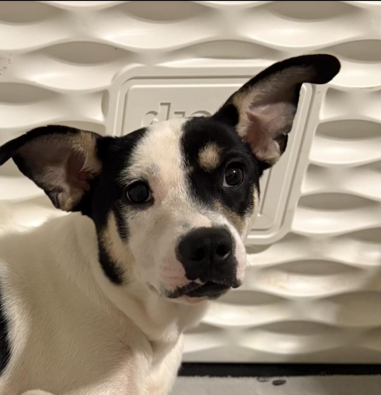 Enlarge Camilla, a Adoptable Labrador Retriever in Brooklyn Center, MN image 2/3