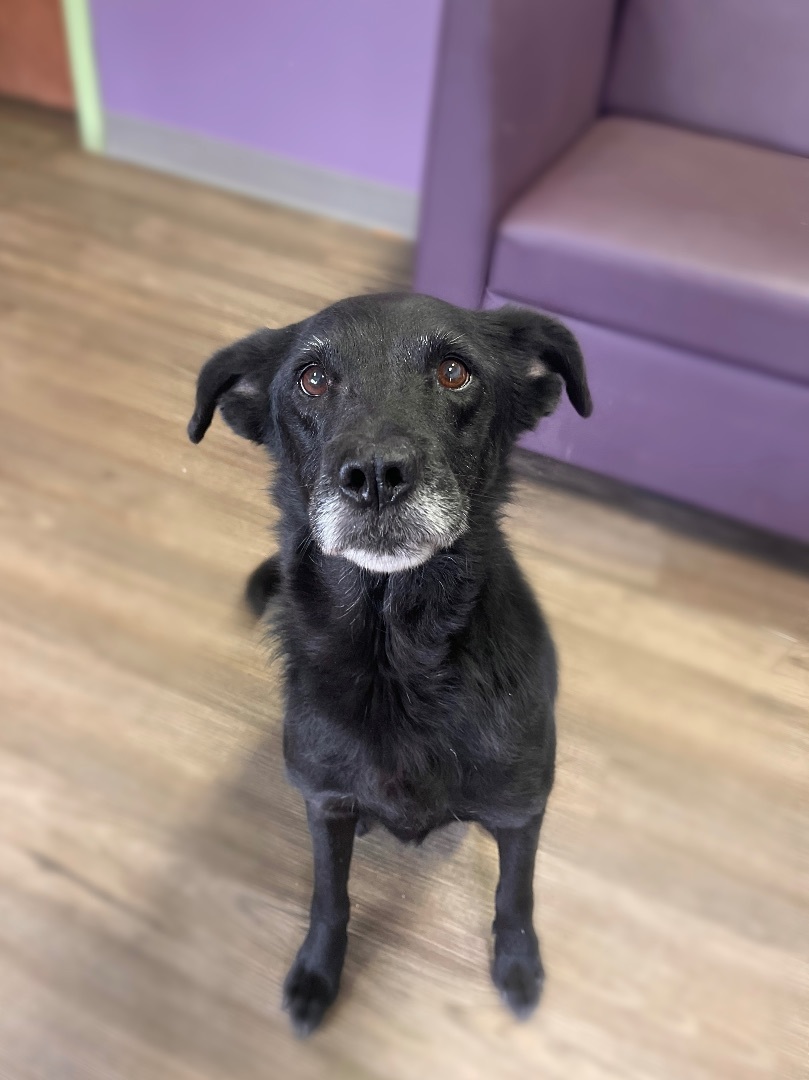 Dog for adoption Char in NH! Come Meet our Adoptable Dogs 3/29 and 3/