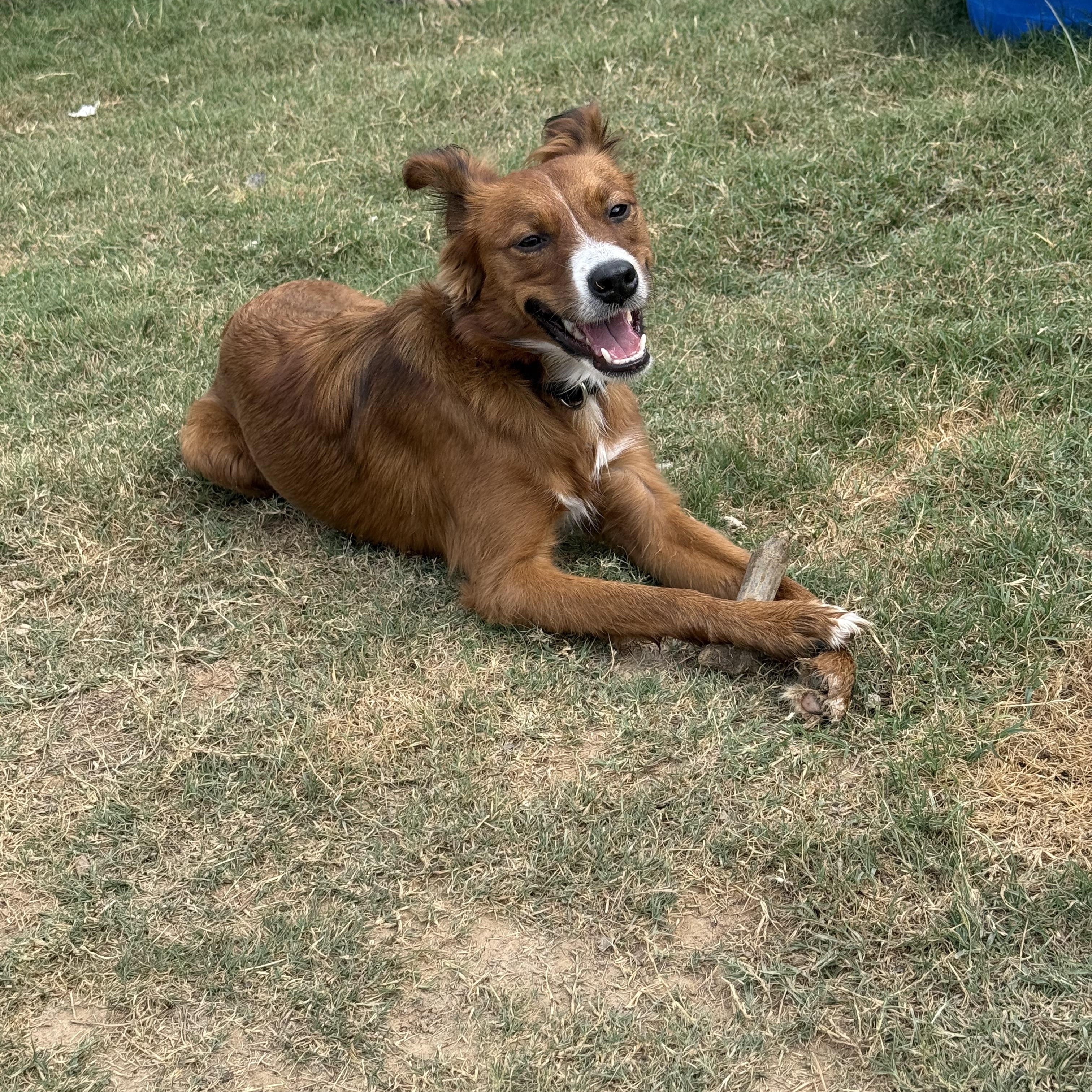 Curly, adopted, Adult Female Australian Cattle Dog / Blue Heeler & German Shepherd Dog.