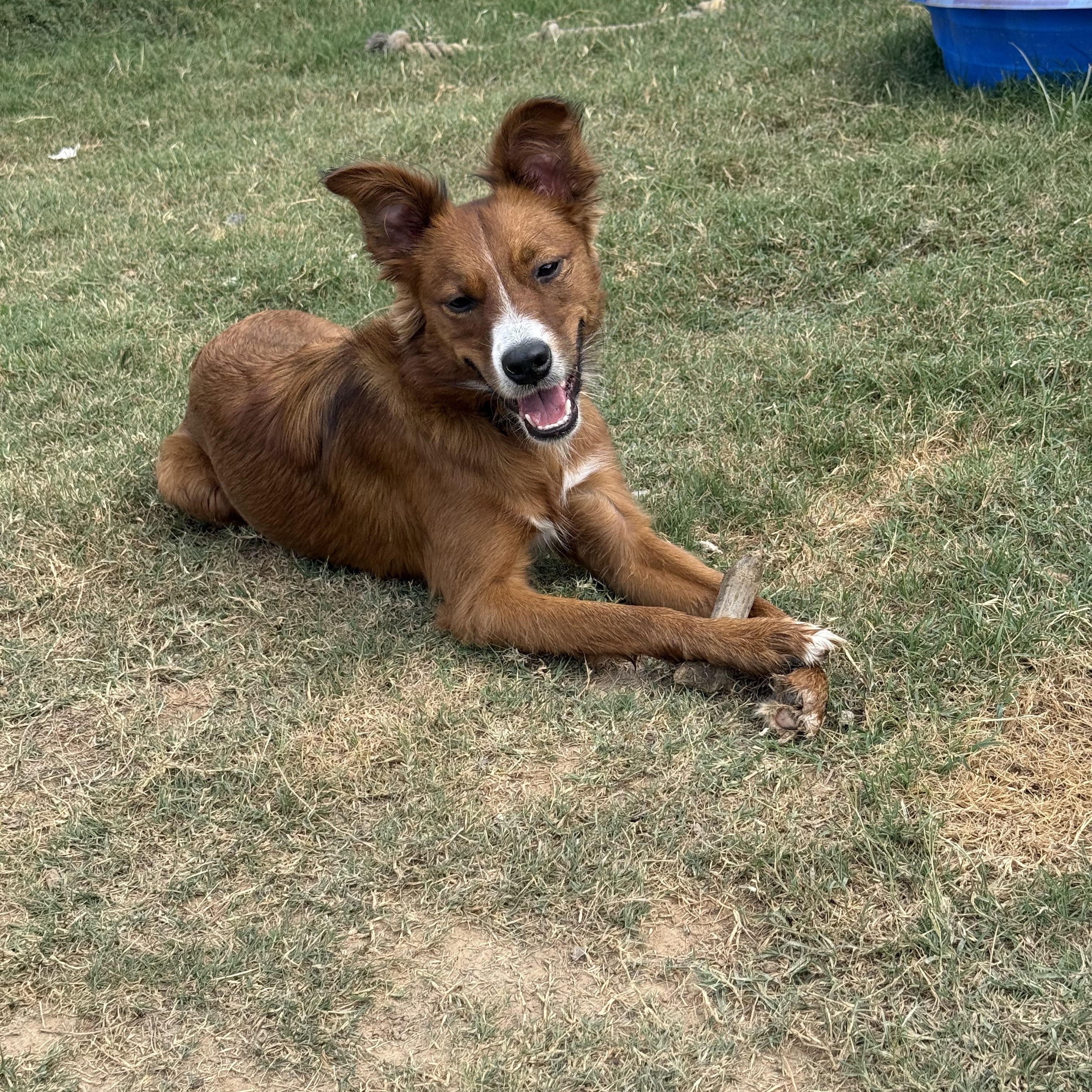Enlarge Curly, an adopted mixed breed in Royse City, TX image 2/2