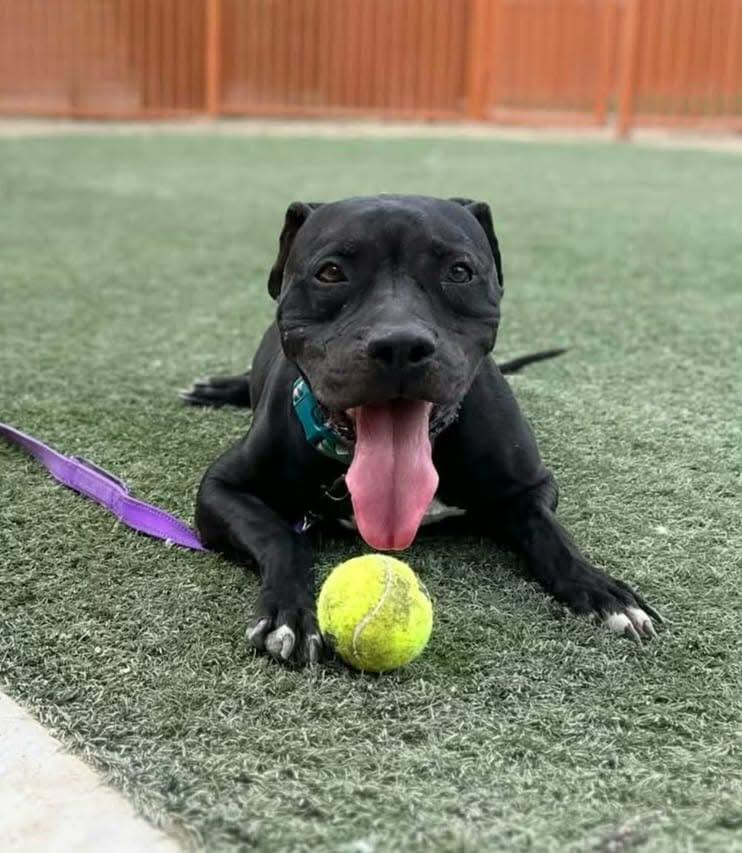 NINJA, a Adoptable Pit Bull Terrier in Las Vegas, NV image 3/6