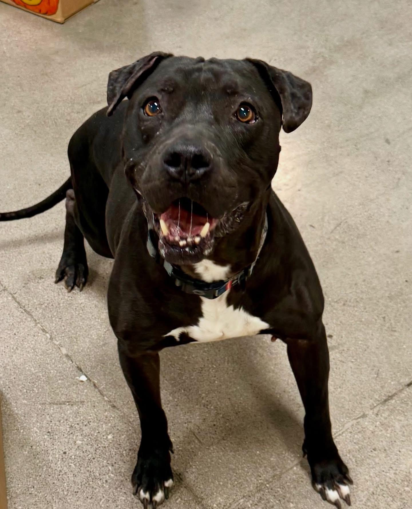 NINJA, a Adoptable Pit Bull Terrier in Las Vegas, NV image 1/6