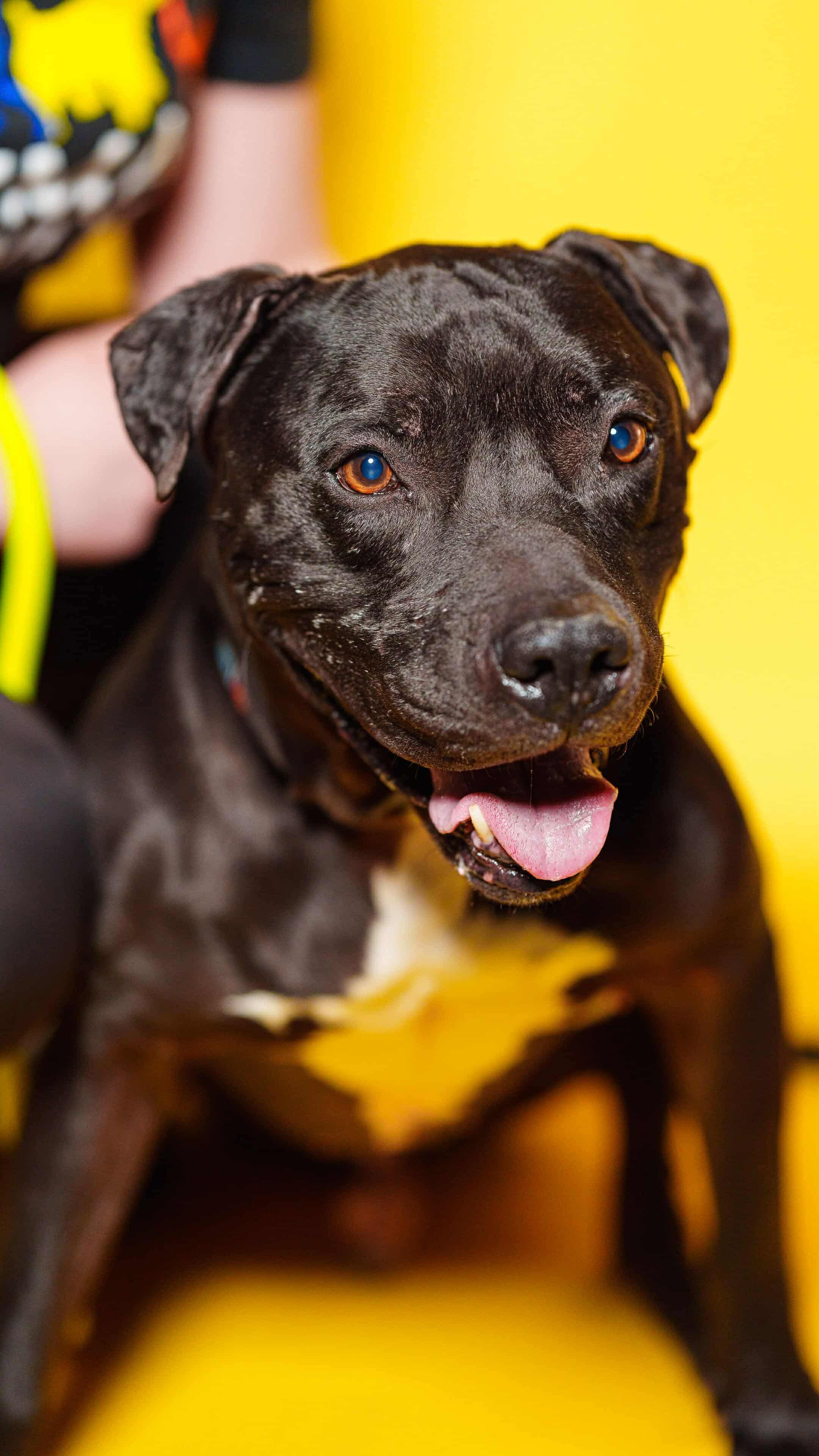 NINJA, a Adoptable Pit Bull Terrier in Las Vegas, NV image 2/6