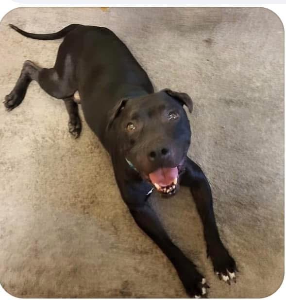 NINJA, a Adoptable Pit Bull Terrier in Las Vegas, NV image 4/6