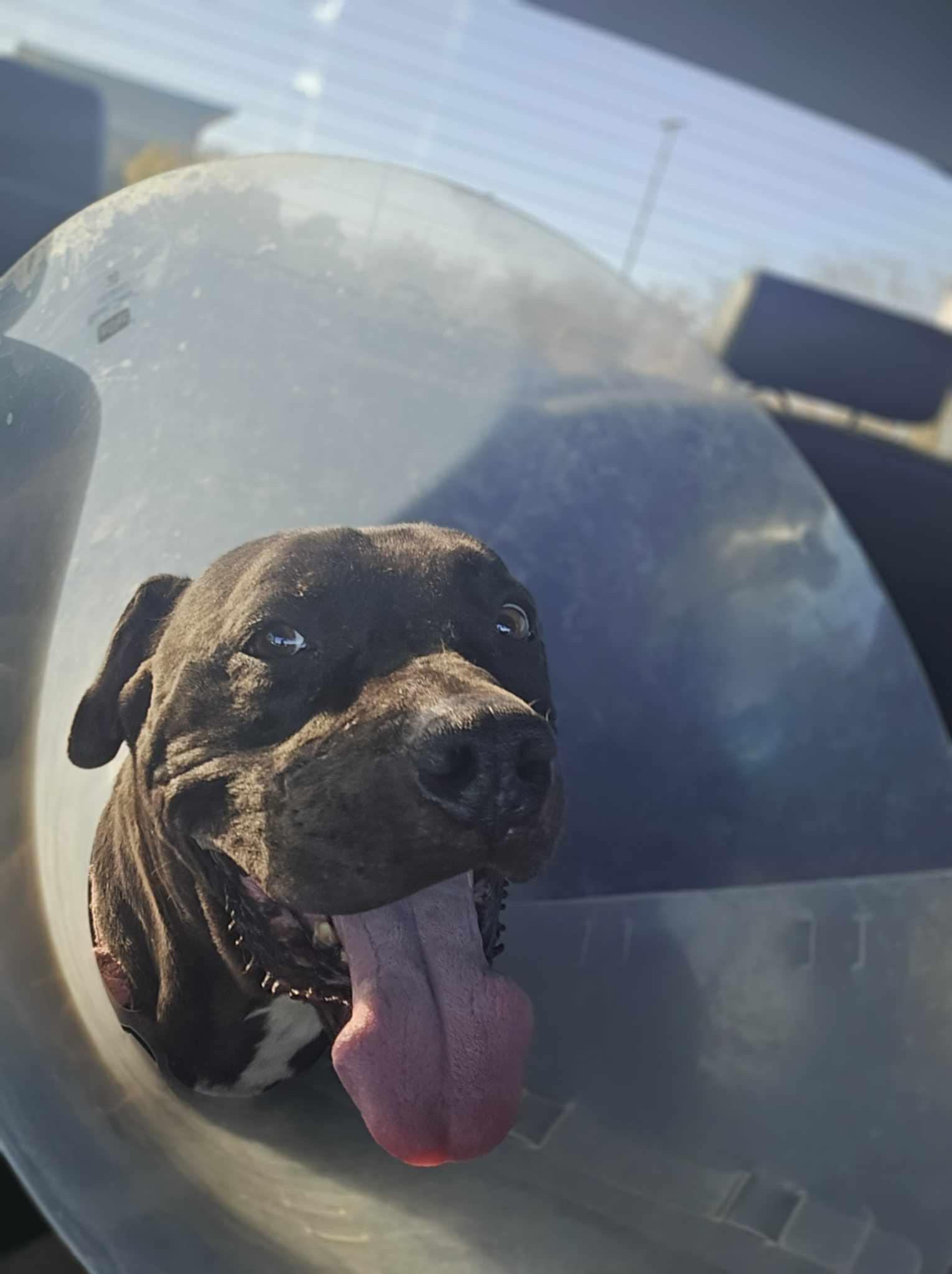 NINJA, a Adoptable Pit Bull Terrier in Las Vegas, NV image 5/6