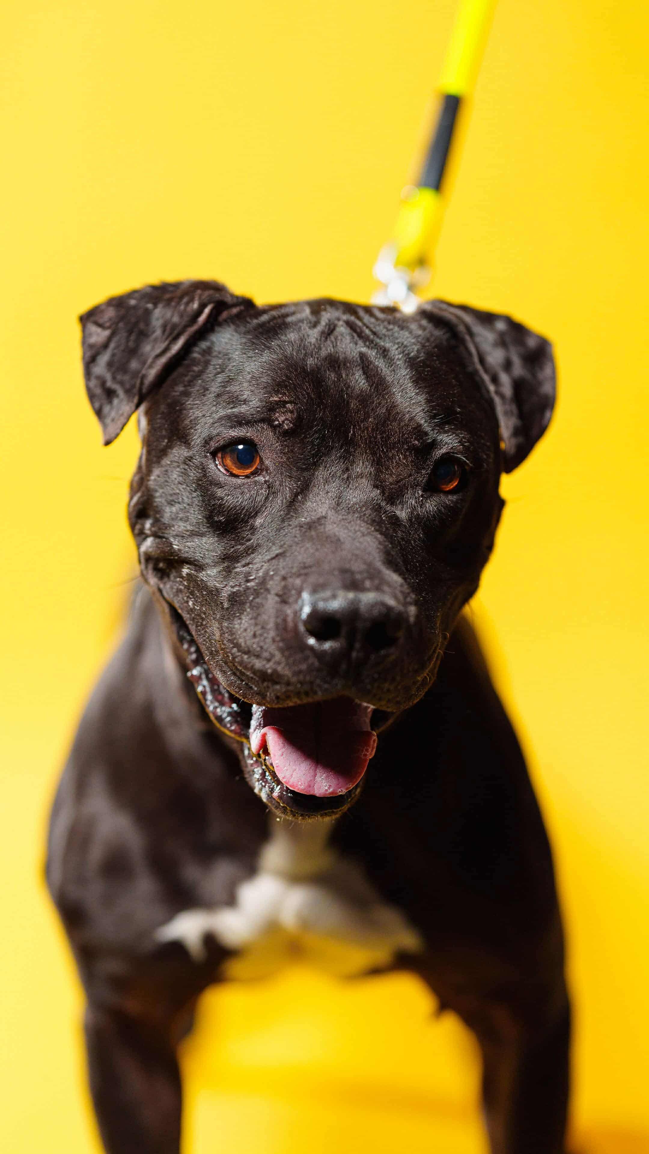 NINJA, a Adoptable Pit Bull Terrier in Las Vegas, NV image 6/6