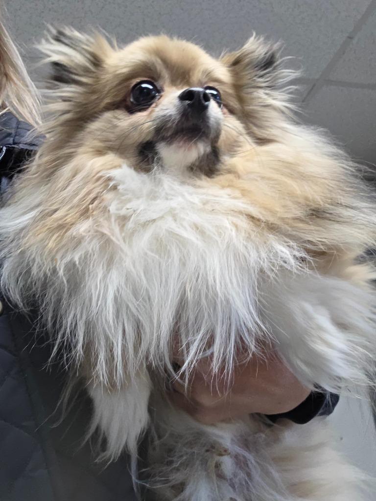 Mister / Bubbles, Adoptable, Adult Male Pomeranian.
