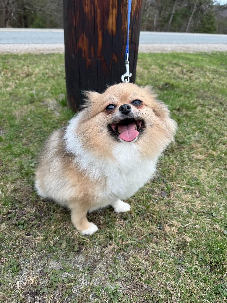 Enlarge Mister / Bubbles, a Adoptable Pomeranian in Lunenburg, VT image 2/3