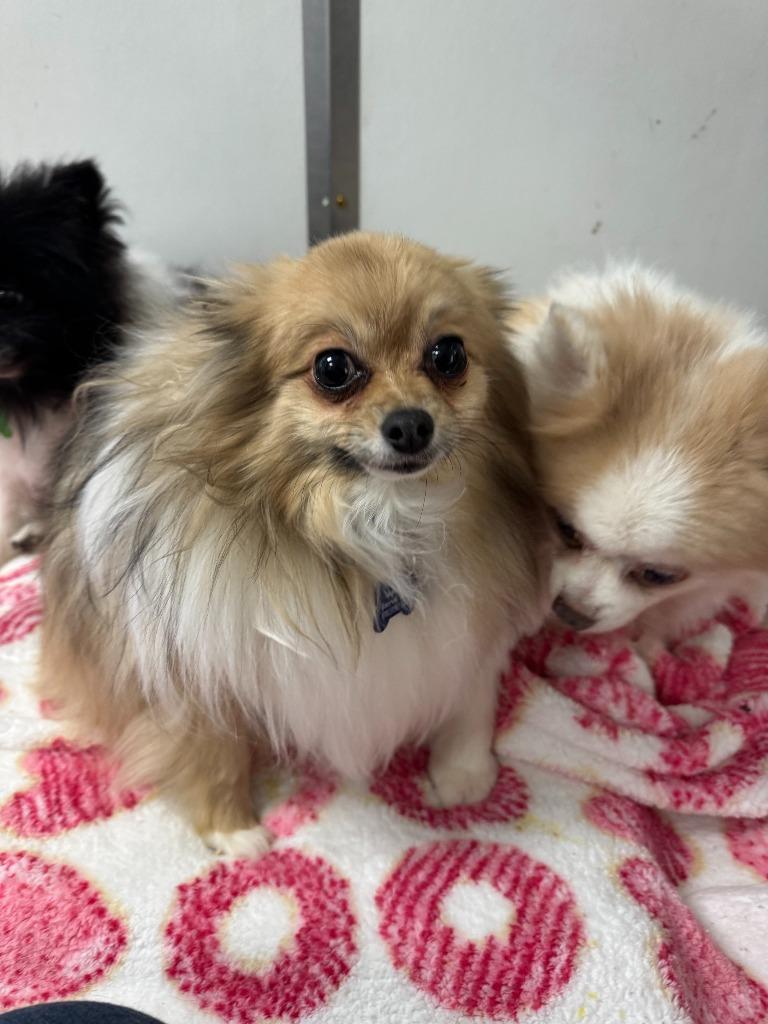 Enlarge Mister / Bubbles, a Adoptable Pomeranian in Lunenburg, VT image 3/3