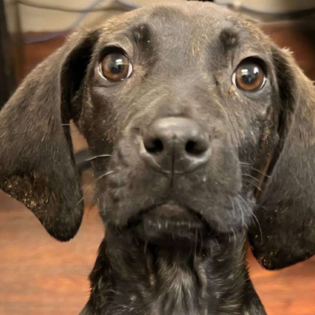 Dunkin, Adoptable, Young Male Plott Hound.