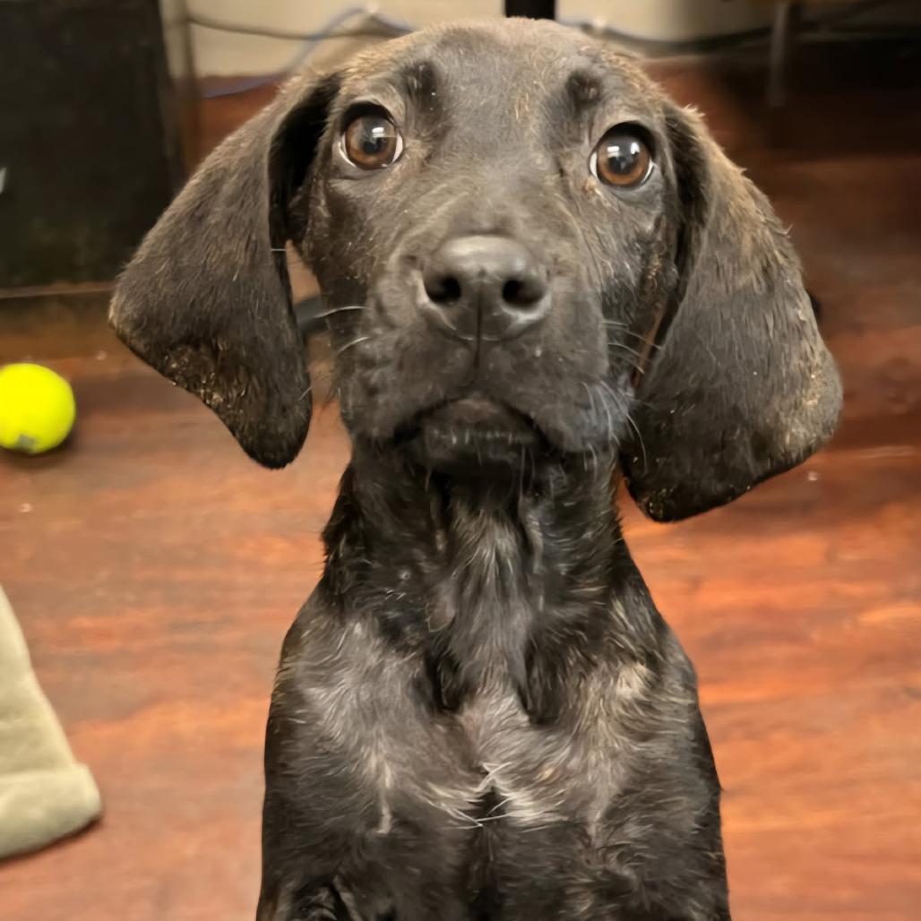 Enlarge Dunkin, a Adoptable Plott Hound in Blue Ridge, GA image 2/6