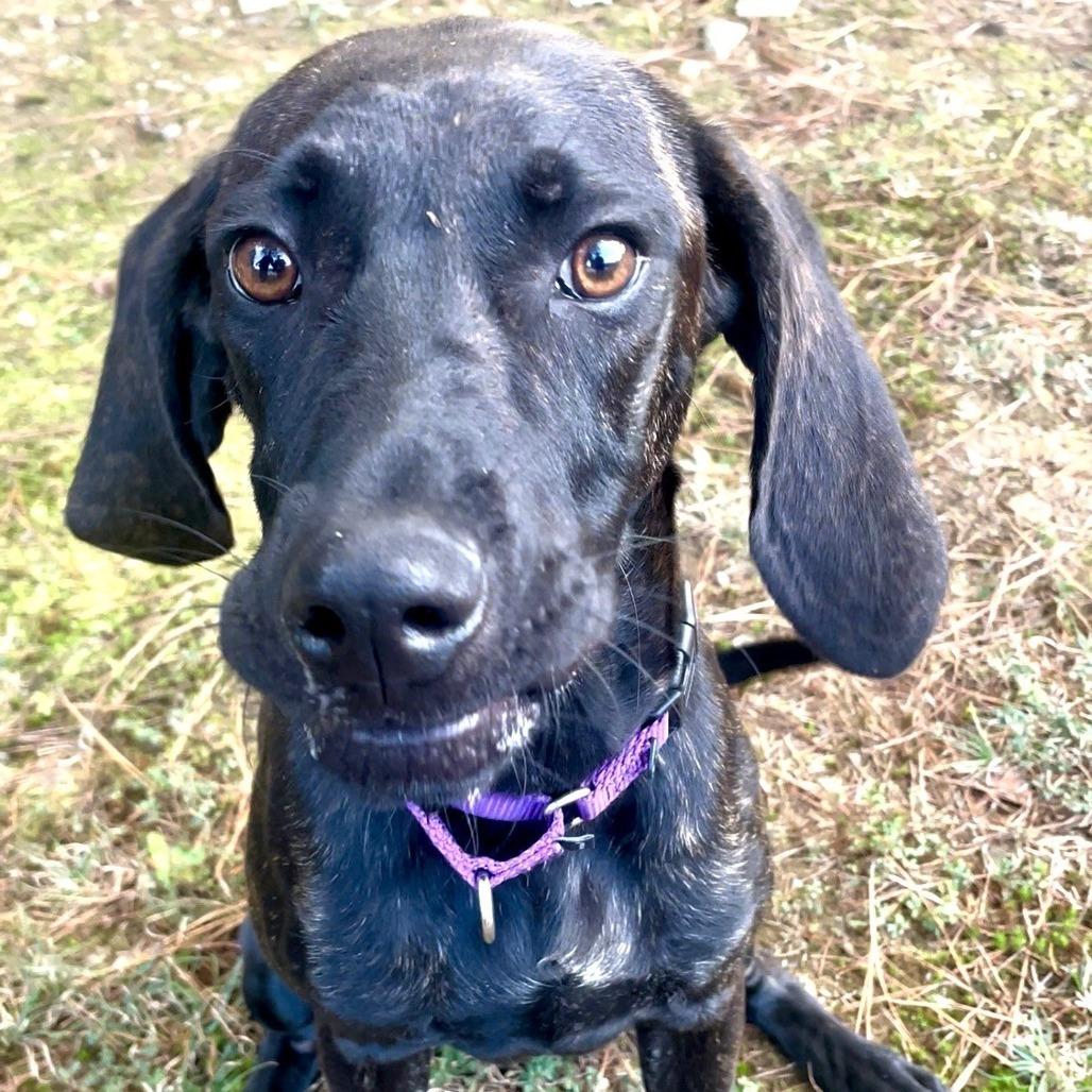 Enlarge Dunkin, a Adoptable Plott Hound in Blue Ridge, GA image 3/6