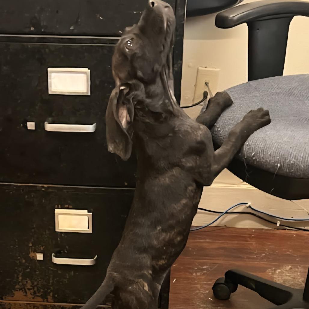 Enlarge Dunkin, a Adoptable Plott Hound in Blue Ridge, GA image 4/6