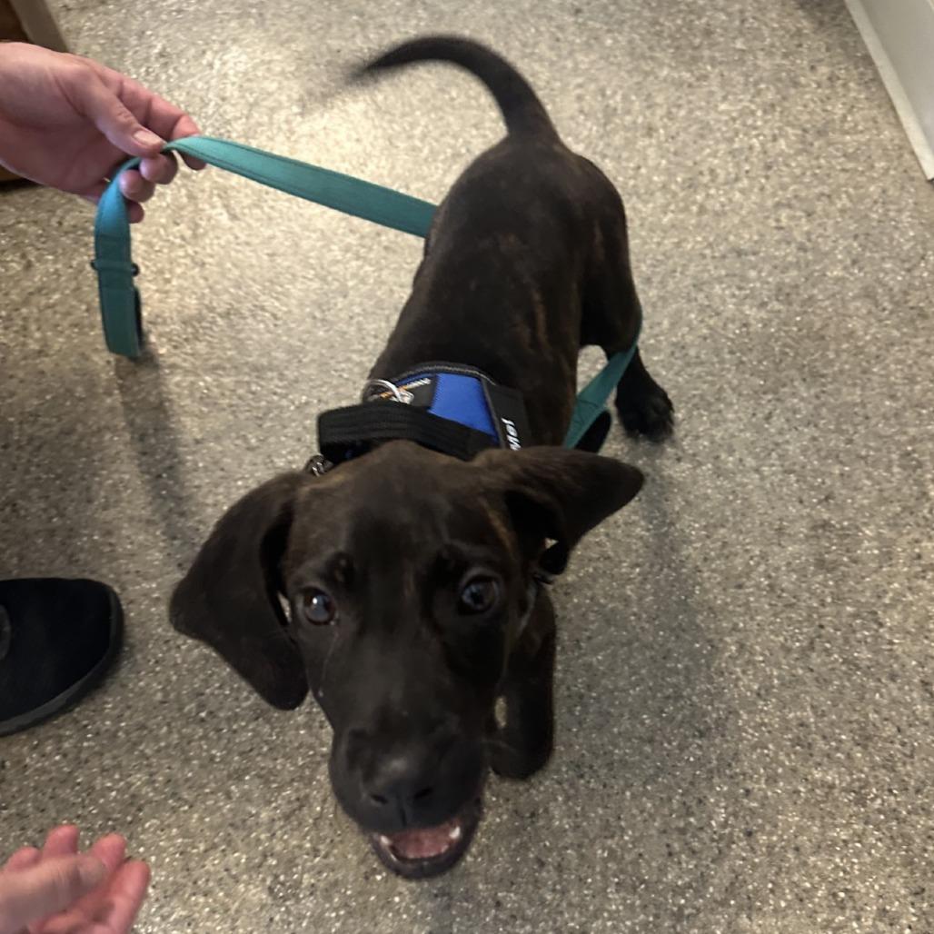 Enlarge Dunkin, a Adoptable Plott Hound in Blue Ridge, GA image 6/6