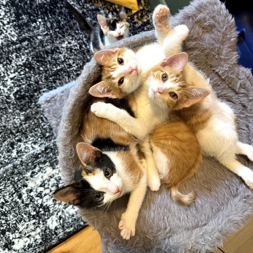 Lemon Shakeup thumbnail 3