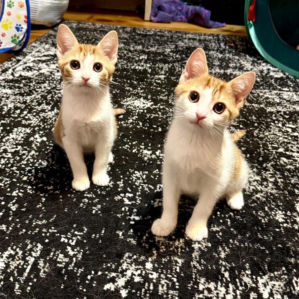 Lemon Shakeup thumbnail 4