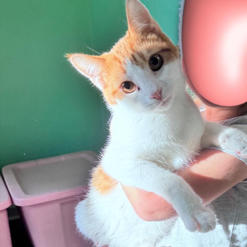 Lemon Shakeup thumbnail 5