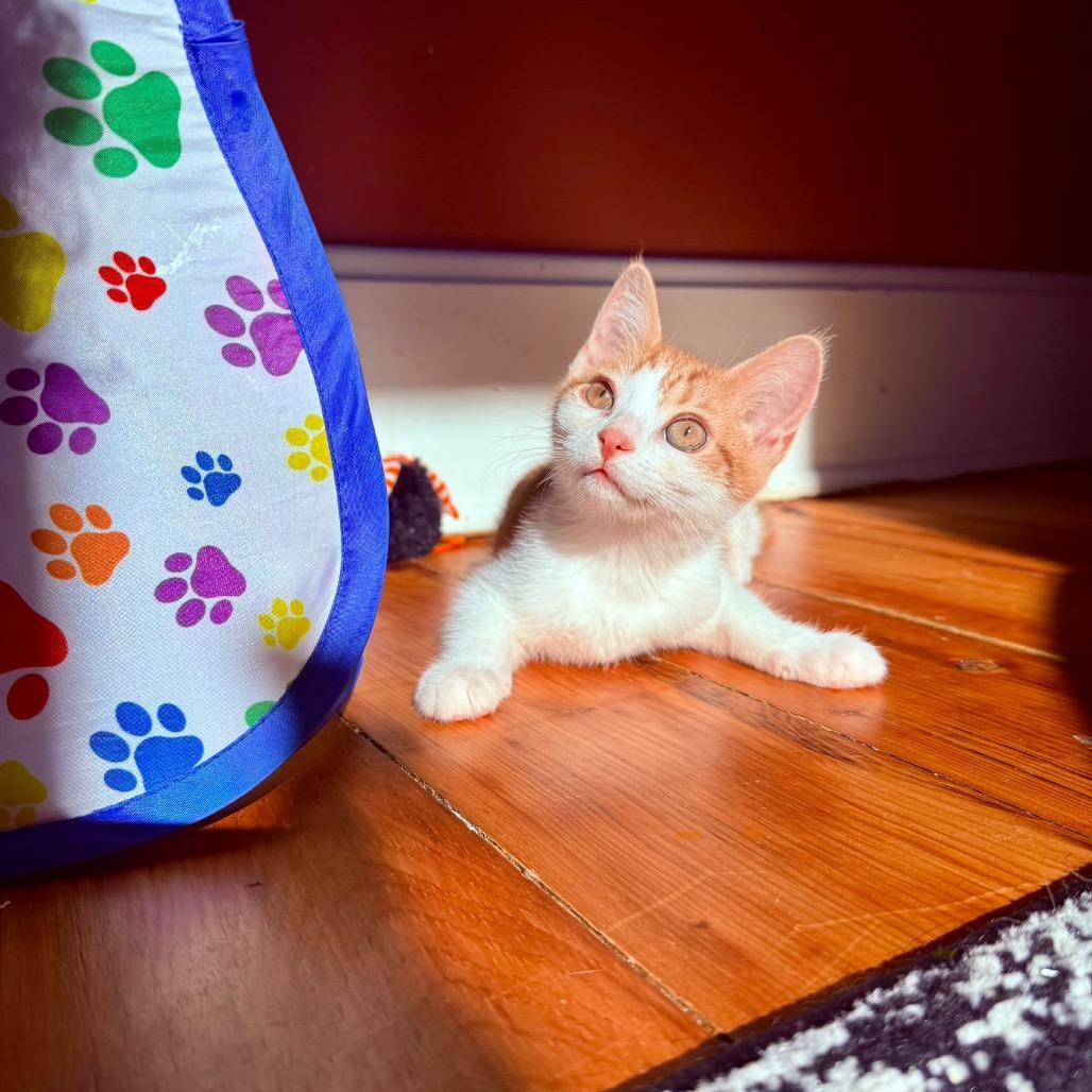 Lemon Shakeup thumbnail 6