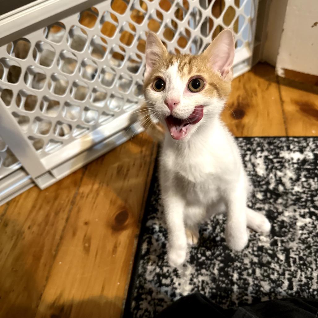 Lemon Shakeup thumbnail 7