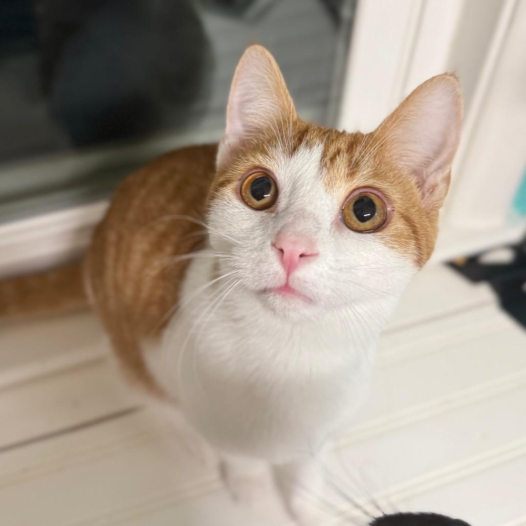 Lemon Shakeup, a Adoptable Domestic Medium Hair in Granville, OH image 6/6