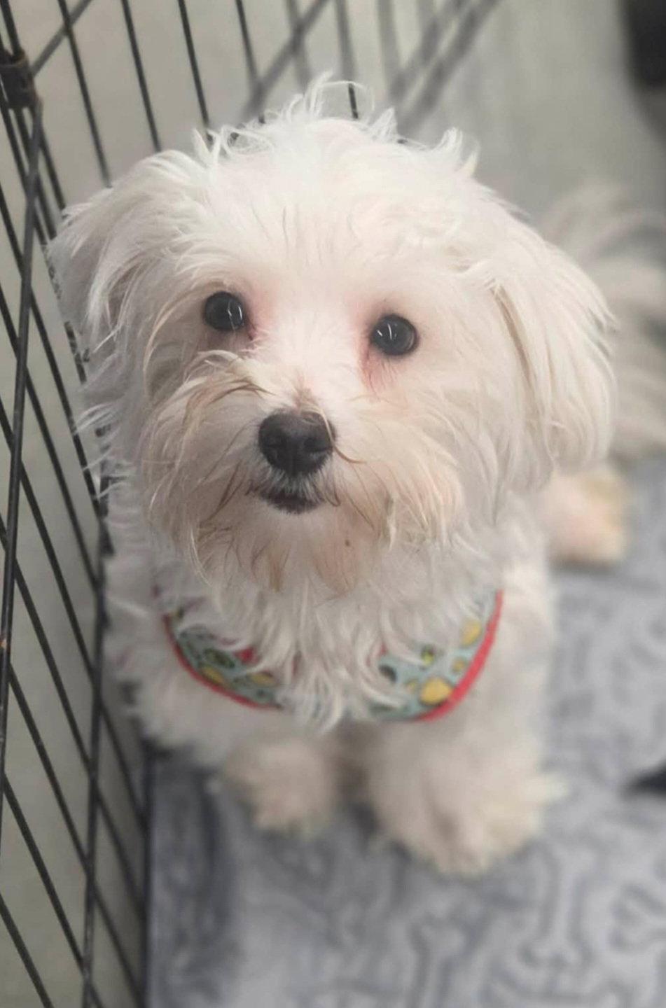 Enlarge Lyndon, a Adoptable mixed breed in Sanford, FL image 1/1