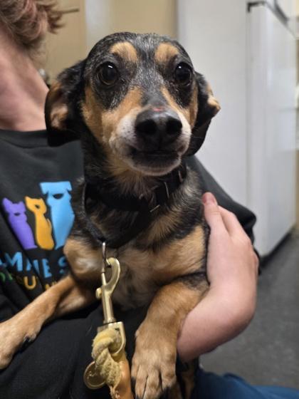Bruce Wayne, adopted, Adult Male Dachshund & Australian Cattle Dog / Blue Heeler.