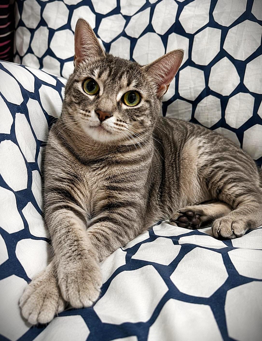 Clemence, ADOPTABLE, Young Female Domestic Short Hair.
