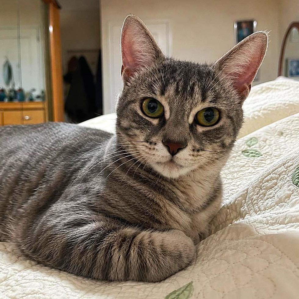 Enlarge Clemence, a ADOPTABLE Domestic Short Hair in Brooklyn, NY image 2/2