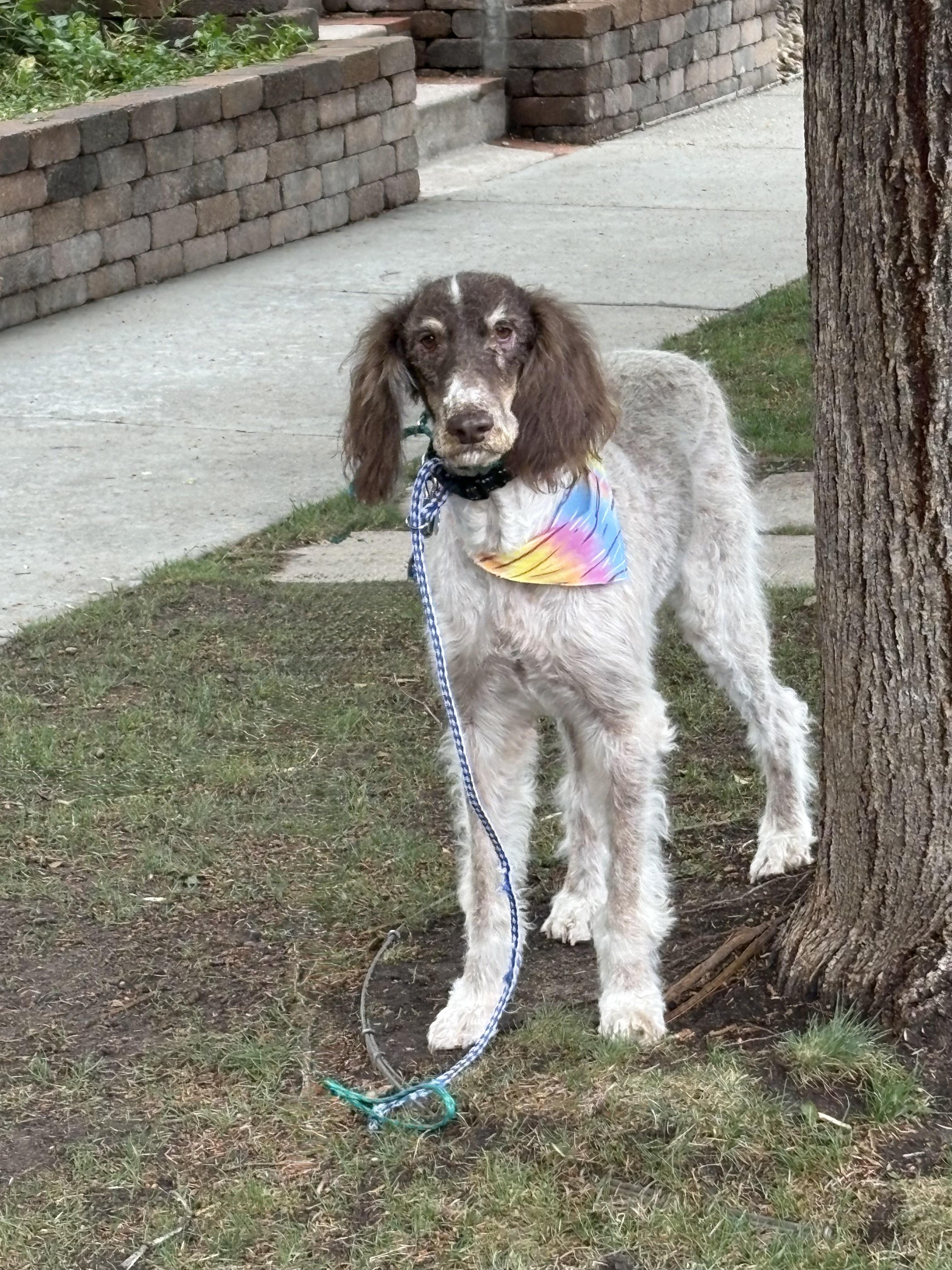 Hans, adopted, Adult Male Standard Poodle.
