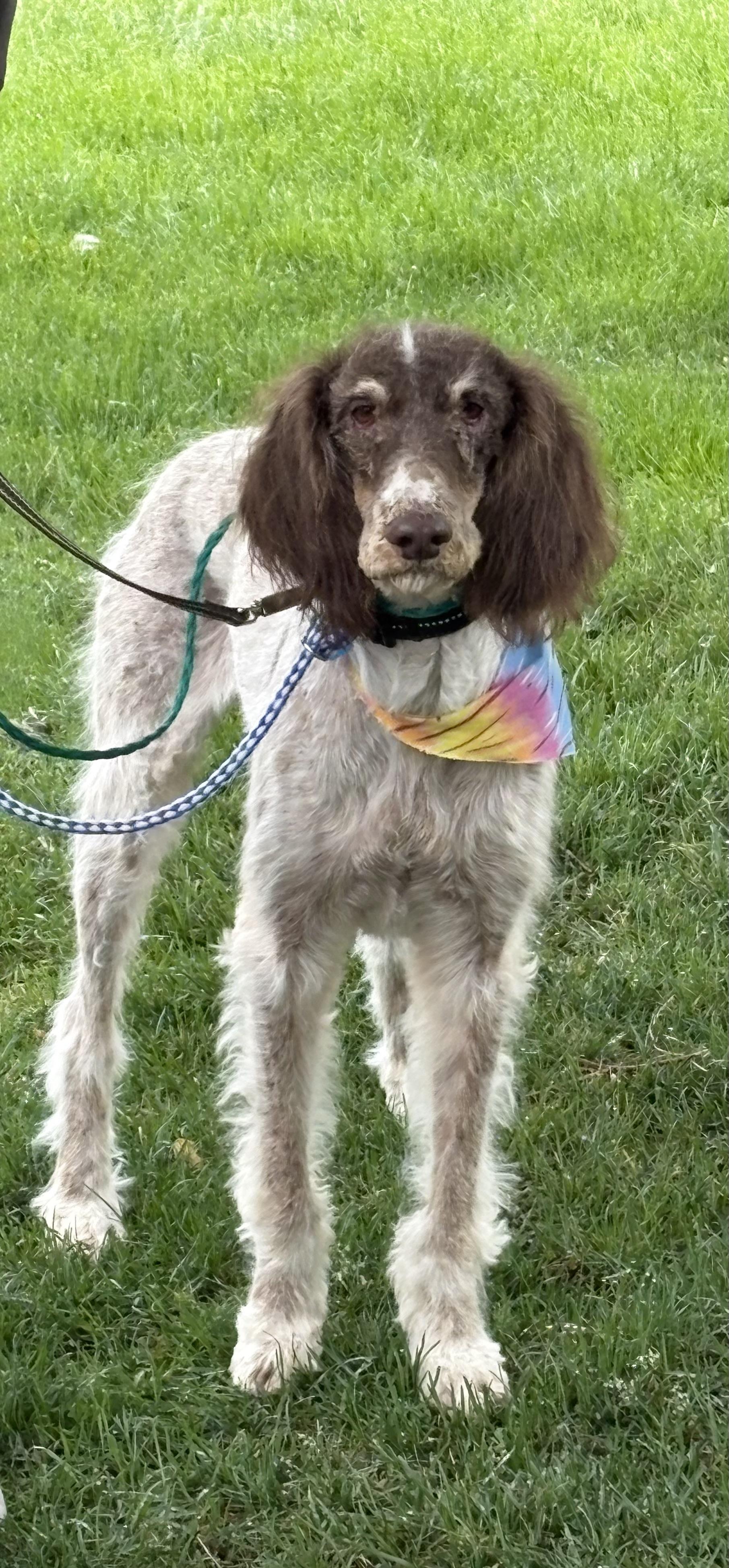 Hans, an adopted Standard Poodle in Cheyenne, WY image 2/2