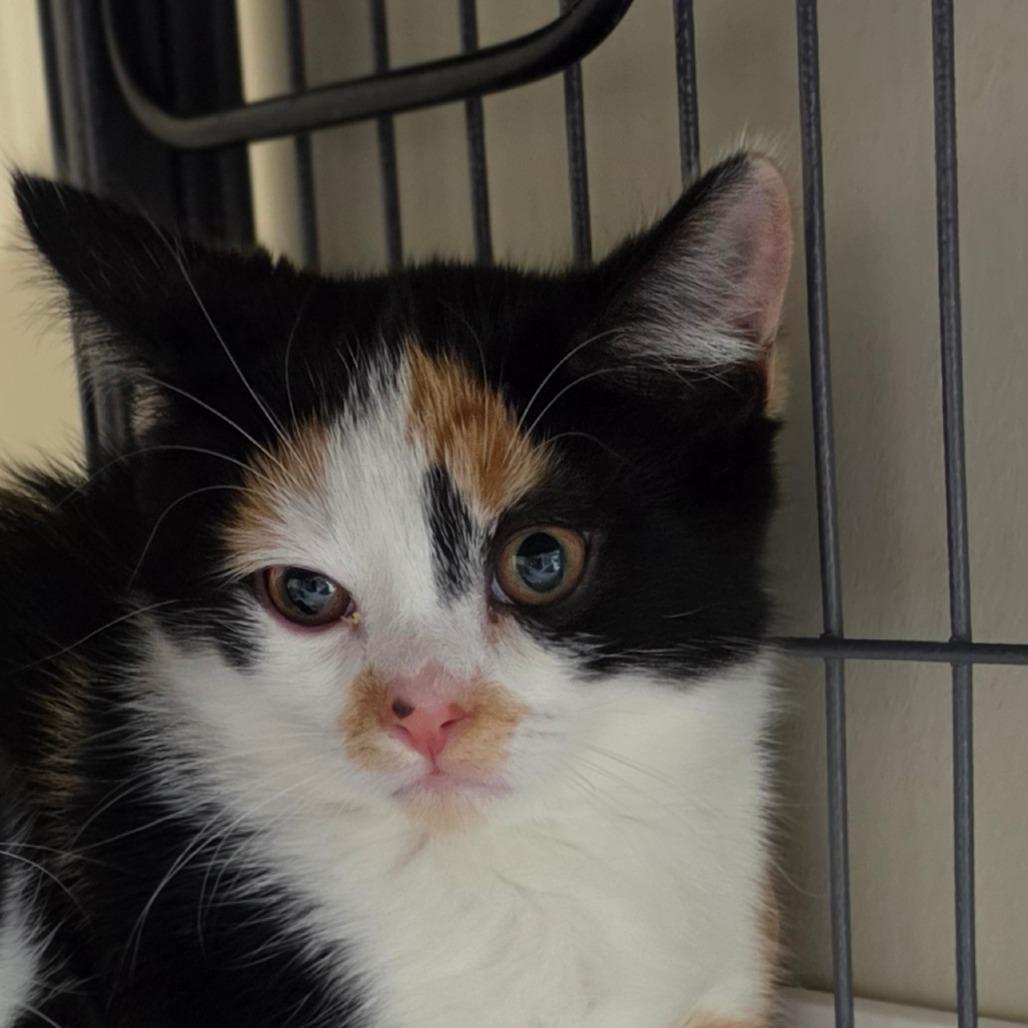 Galette, Adoptable, Kitten Female Domestic Short Hair.