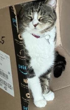 Ruby & Liza, Adoptable, Adult Female Domestic Medium Hair.