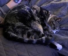 Ruby & Liza, a Adoptable Domestic Medium Hair in Norwood, MA image 2/6