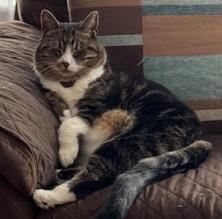 Ruby & Liza, a Adoptable Domestic Medium Hair in Norwood, MA image 3/6