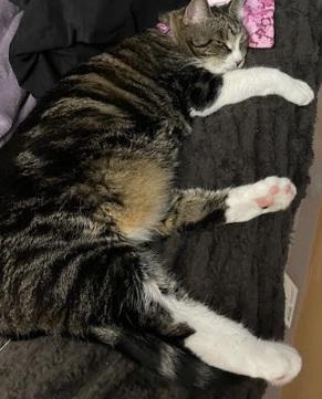 Ruby & Liza, a Adoptable Domestic Medium Hair in Norwood, MA image 4/6