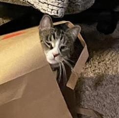 Ruby & Liza, a Adoptable Domestic Medium Hair in Norwood, MA image 5/6