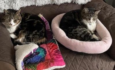 Ruby & Liza, a Adoptable Domestic Medium Hair in Norwood, MA image 6/6