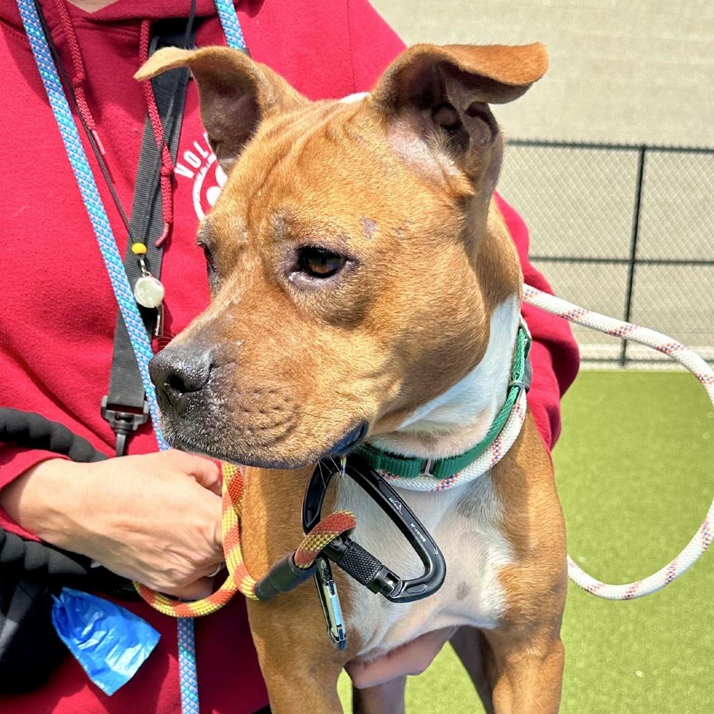 Billywig, Adoptable, Adult Male Mixed Breed.