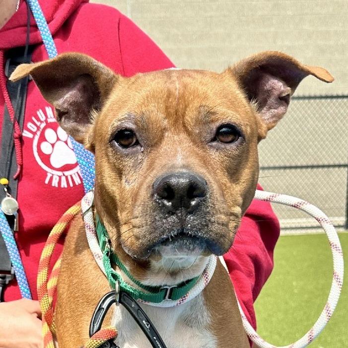 Enlarge Billywig, a Adoptable Mixed Breed in Greensboro, NC image 4/6