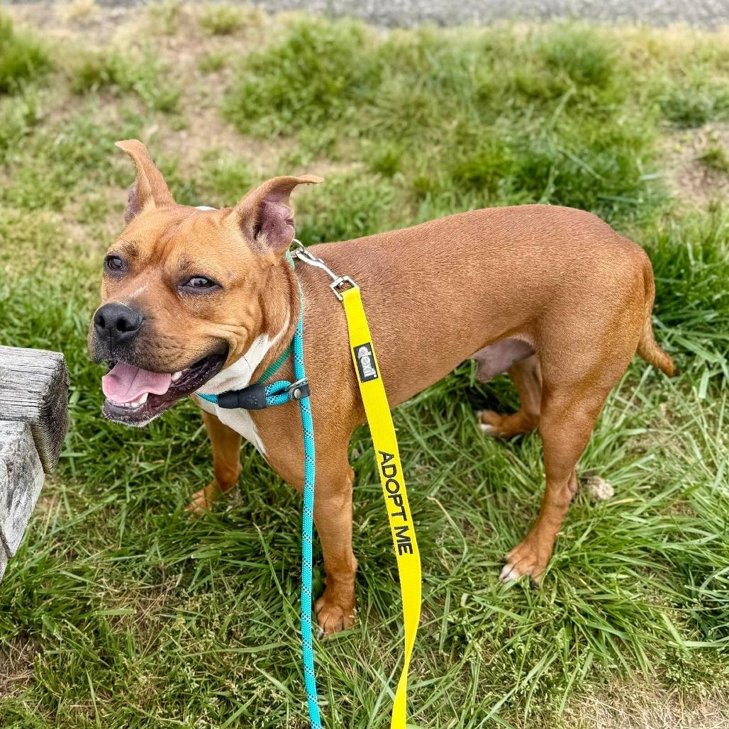 Enlarge Billywig, a Adoptable Mixed Breed in Greensboro, NC image 5/6