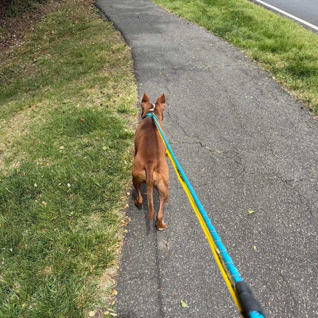 Enlarge Billywig, a Adoptable Mixed Breed in Greensboro, NC image 6/6