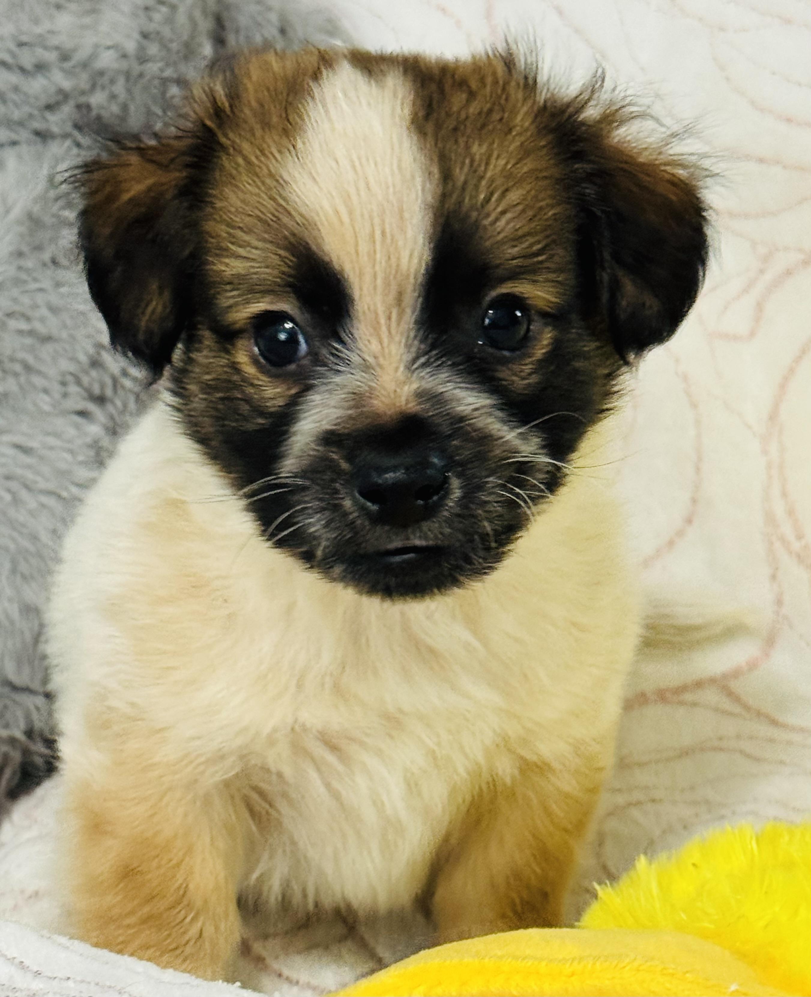 Braxton, an adopted mixed breed in Nahunta, GA image 6/6