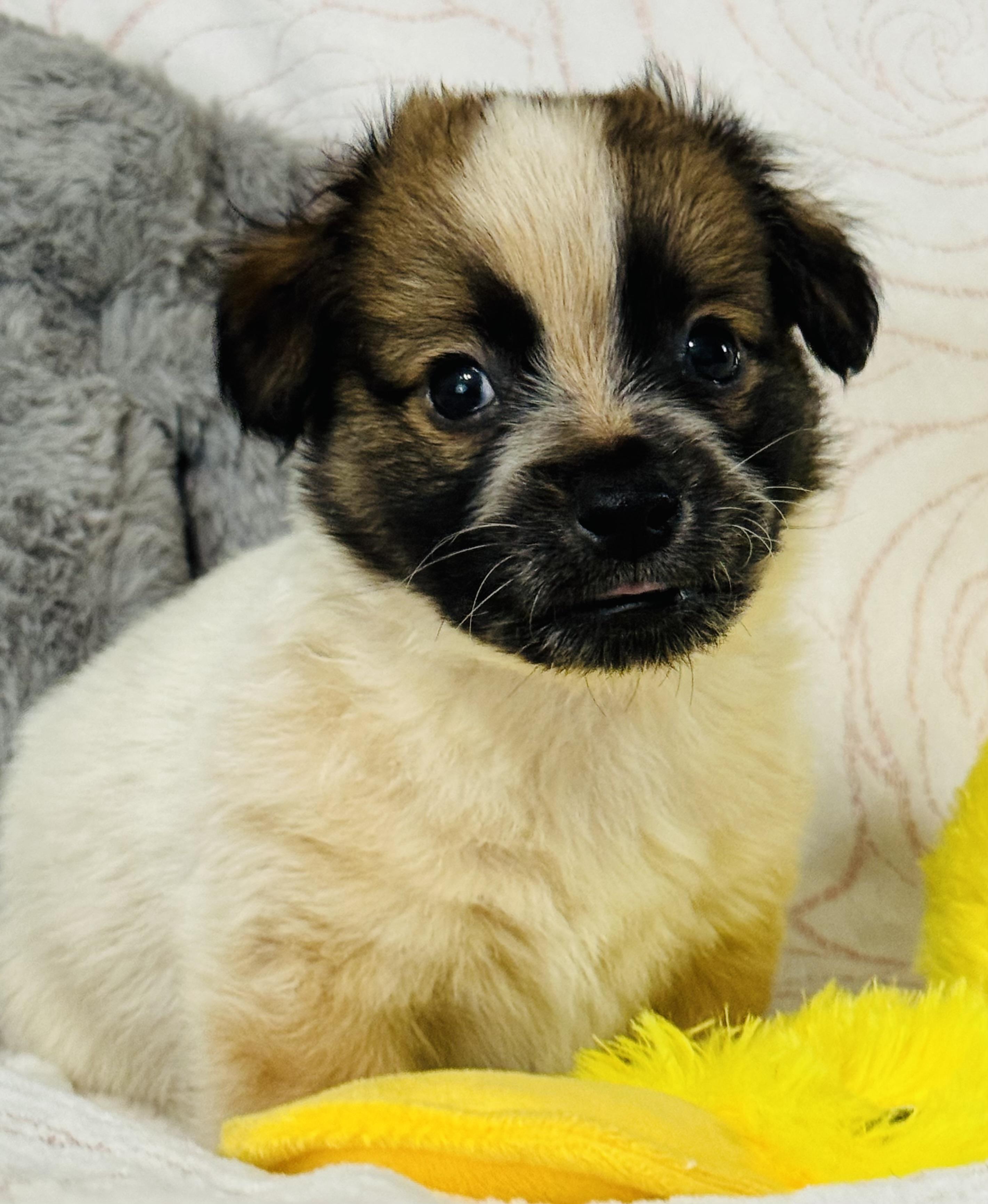 Braxton, an adopted mixed breed in Nahunta, GA image 5/6