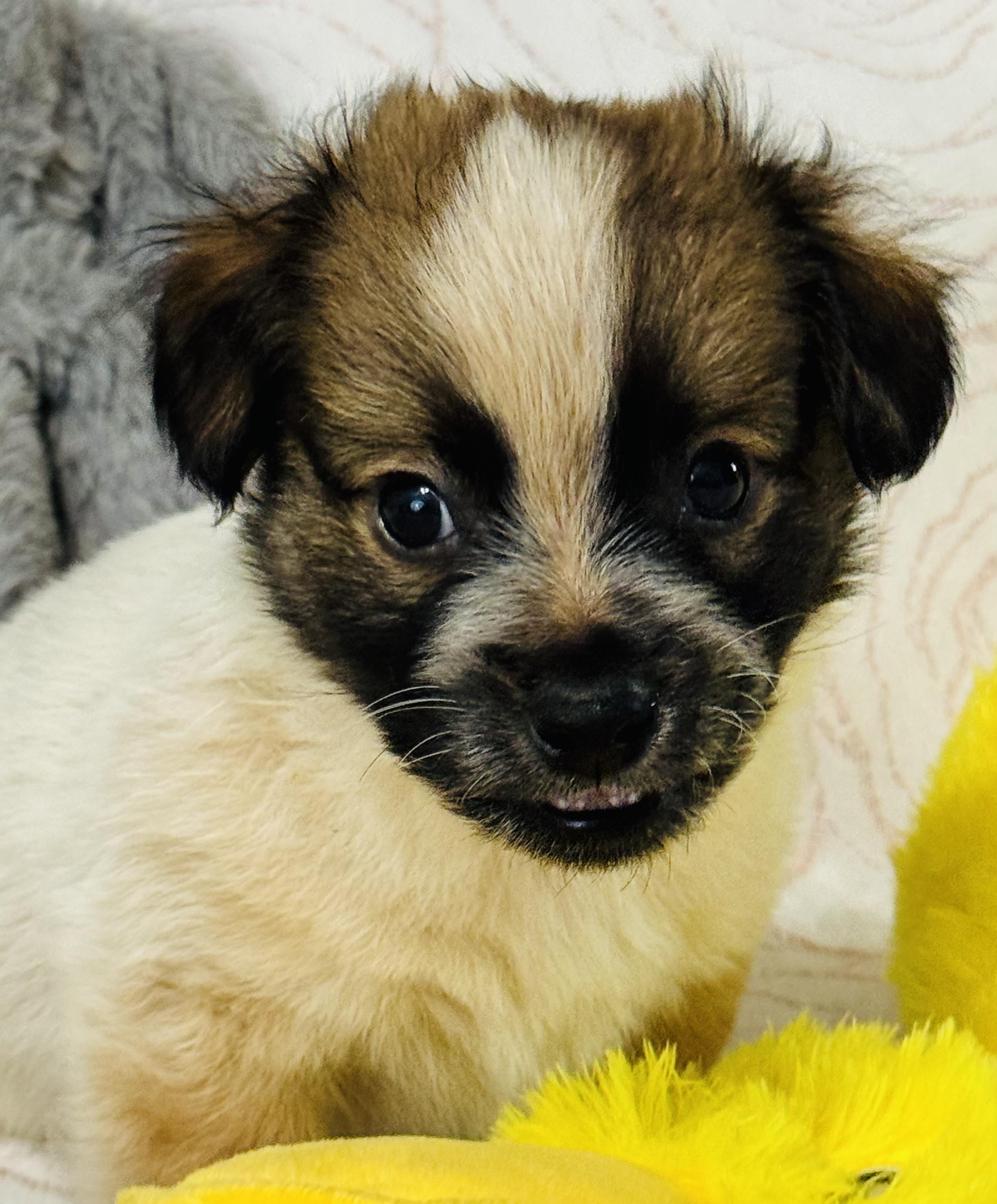 Braxton, an adopted mixed breed in Nahunta, GA image 2/6