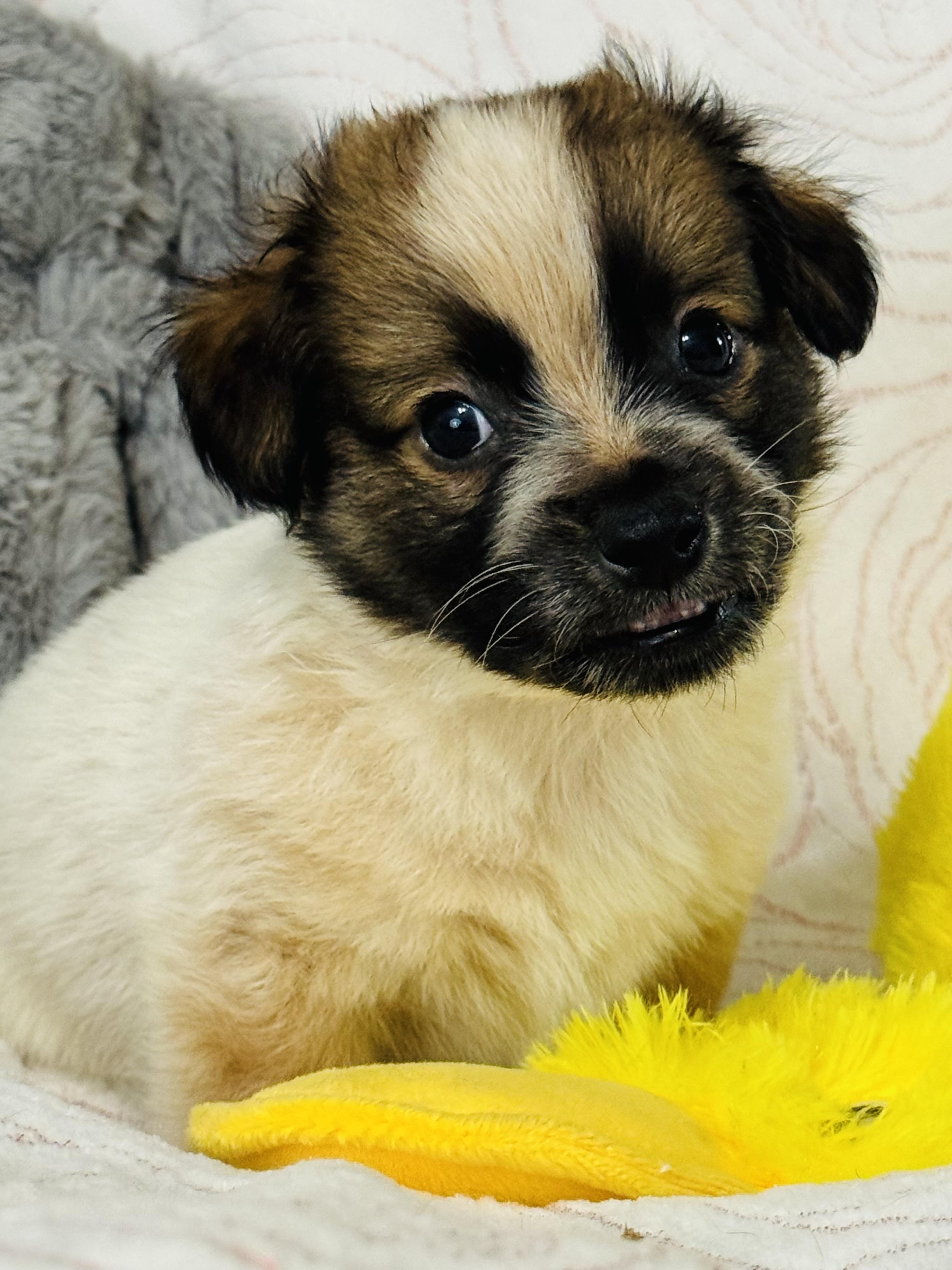 Braxton, an adopted mixed breed in Nahunta, GA image 4/6