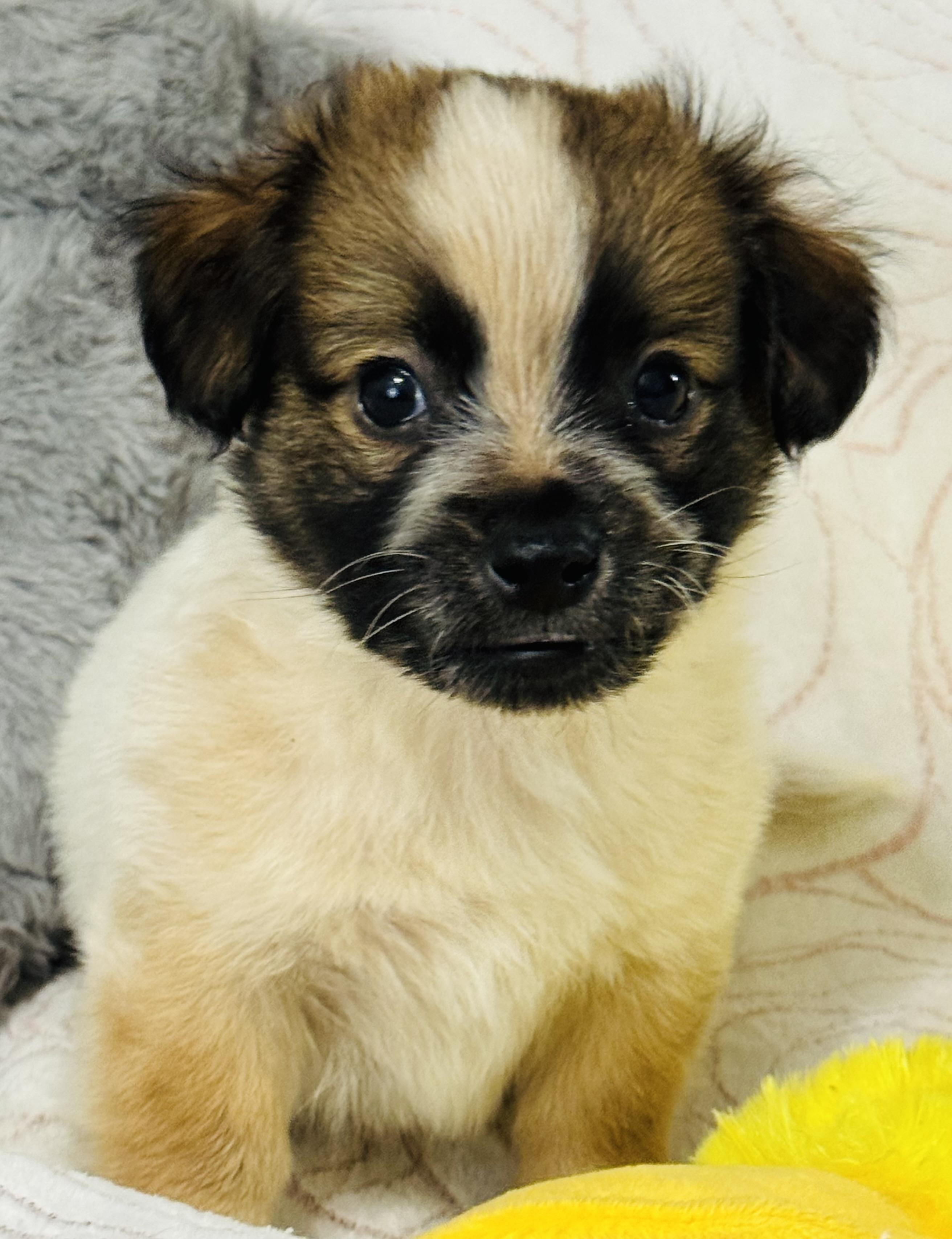 Braxton, an adopted mixed breed in Nahunta, GA image 3/6