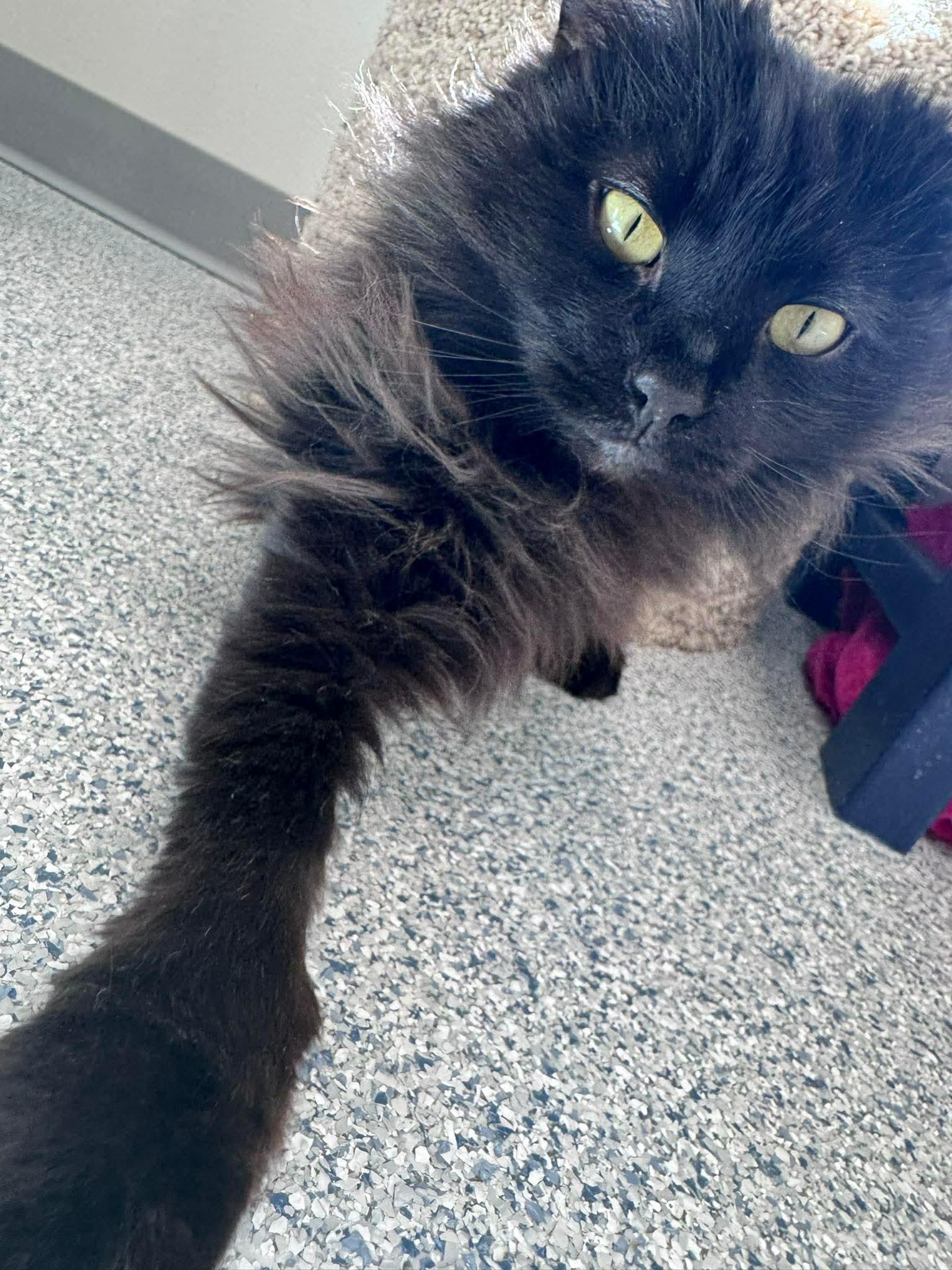 Isadora , ADOPTABLE, Adult Female Domestic Long Hair.