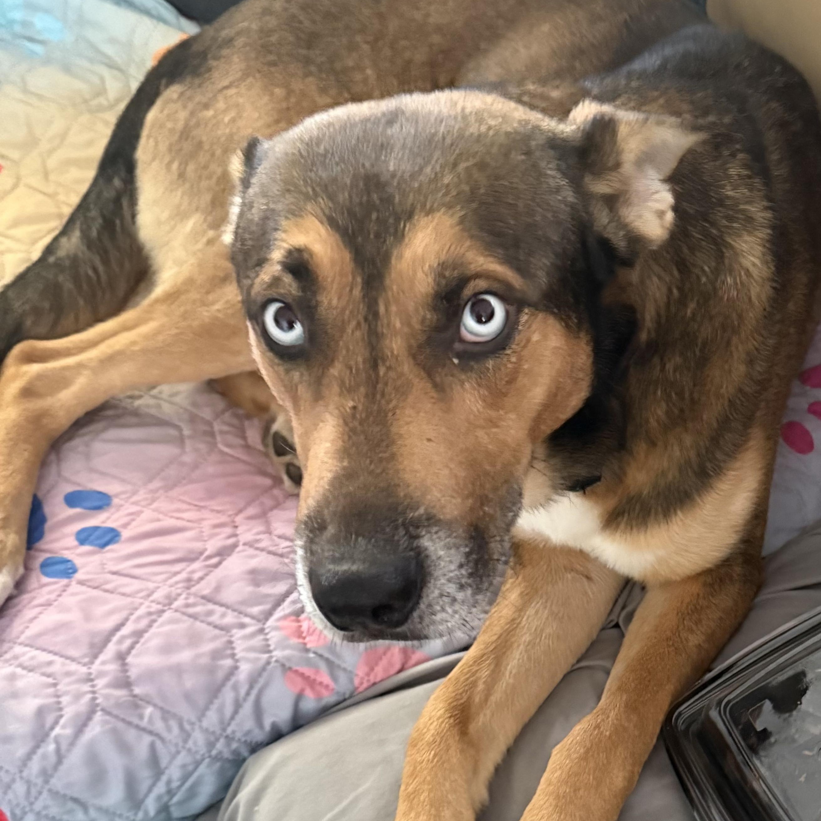 Carter, a ADOPTABLE mixed breed in Manville, NJ image 6/6